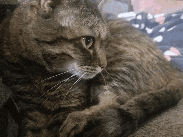 a close up of a cat 's face with a person 's arm behind it