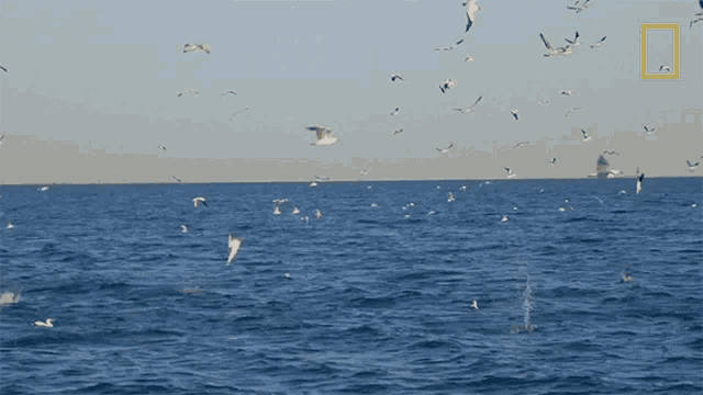 Diving Into The Sea 50shades Of Shark GIF - Diving Into The Sea 50shades Of Shark Flock Of Gennets GIFs