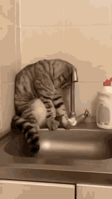 Cat Derp Faucet GIF - Cat Derp Faucet GIFs