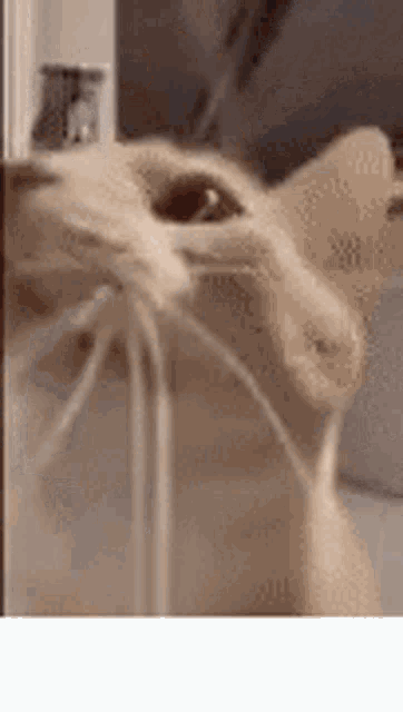 a close up of a cat 's face looking out of a window .