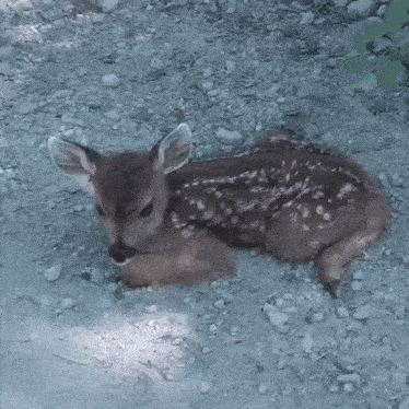a baby deer is laying on the ground