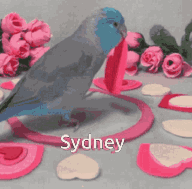 Sydney Parrotlet GIF - Sydney Parrotlet Love Parrotlet GIFs