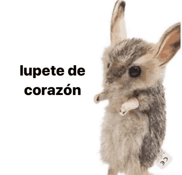 a stuffed animal with the words lupete de corazon on the bottom