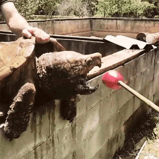 Snapping Turtle Bite GIF