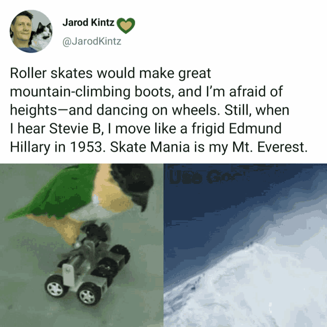 Skating Roller Skating GIF - Skating Roller Skating Birb GIFs