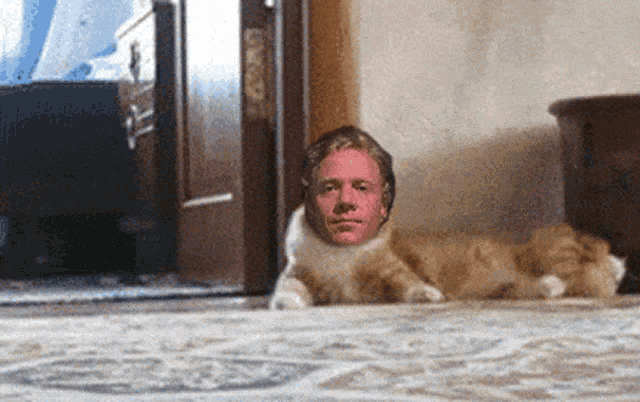 a cat with a man 's head on it