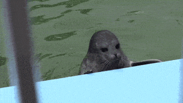 a seal is sticking its head out of the water and looking at the camera .