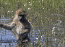 a monkey is standing on its hind legs in a swamp .