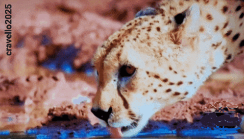 a close up of a cheetah drinking water with the year 2025 visible