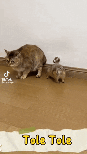 a cat and a squirrel are standing next to each other on the floor .