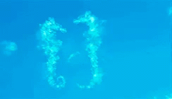 Seahorse GIF - Seahorse GIFs