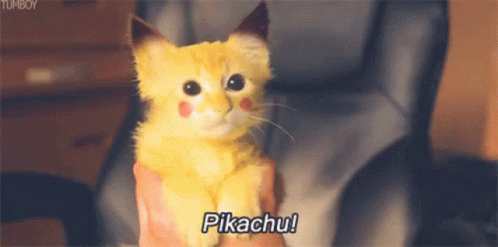 Pikachu Kitty GIF - Pikachu Kitty Cat GIFs