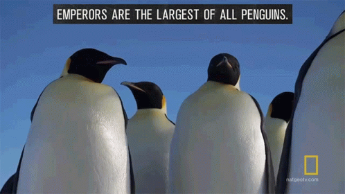 Emperors Are The Largest Of All Penguins National Geographic GIF - Emperors Are The Largest Of All Penguins National Geographic Penguins GIFs