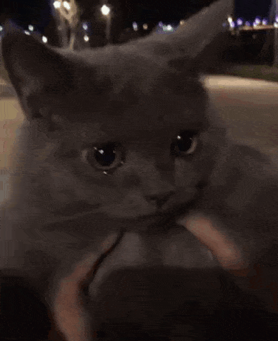 Crying Grey Cat Crying Cat GIF - Crying Grey Cat Crying Cat Nineillust GIFs