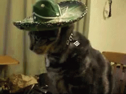 Que Cat GIF - Que Cat Mexican GIFs