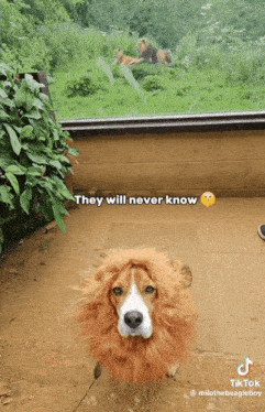 a dog wearing a lion costume is looking out a window with the caption they will never know