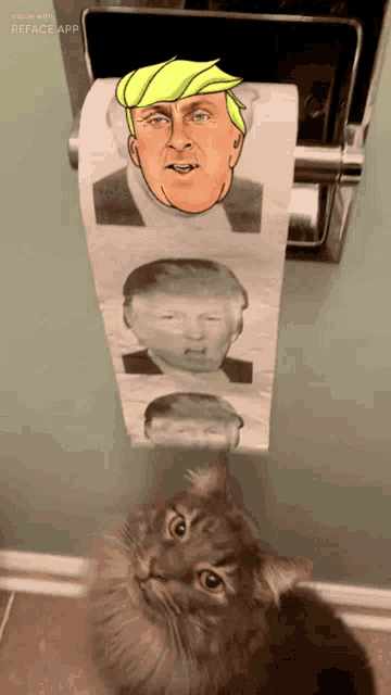 a cat looks at a roll of toilet paper with donald trump 's face on it