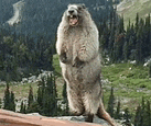 a ground squirrel is standing on its hind legs on a rock .
