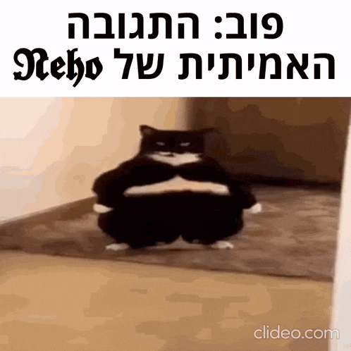 a black and white cat is standing in a room with the words " nebo " on the bottom