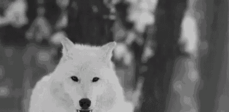 a black and white photo of a white wolf looking at the camera .