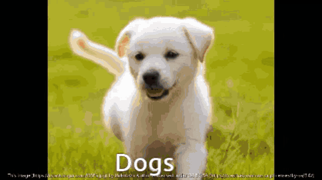 Dogs Cute GIF - Dogs Cute Pets GIFs