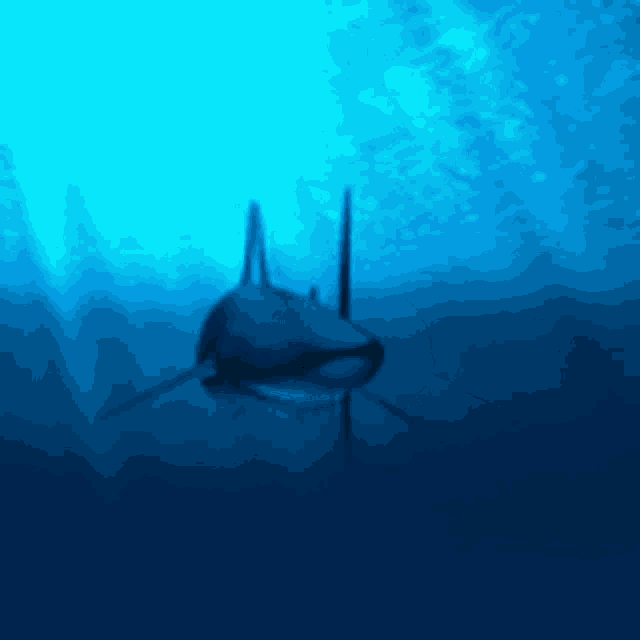 a shark is swimming in a dark blue water