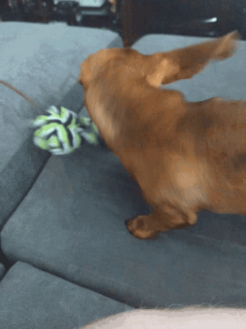 a brown dog is playing with a green and white ball