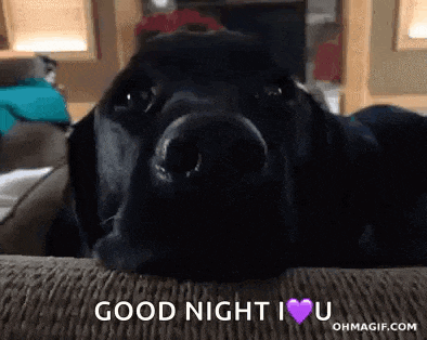 a black dog is laying on a couch with the words `` good night i love you '' written above it .