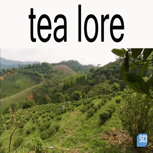 Tea Lore Tea GIF - Tea Lore Tea Lore GIFs