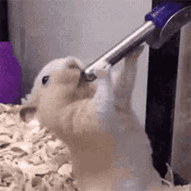 Getting Some Water Spout GIF - Getting Some Water Spout Hamster GIFs