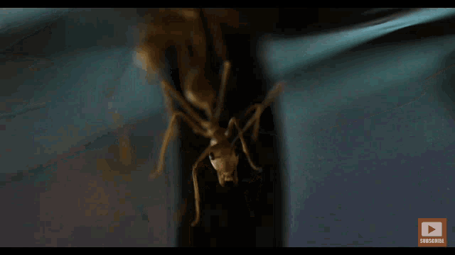 a close up of a brown ant with a subscribe button in the corner