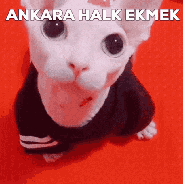 a white cat wearing a black sweater with the words ankara halk ekmek written above it