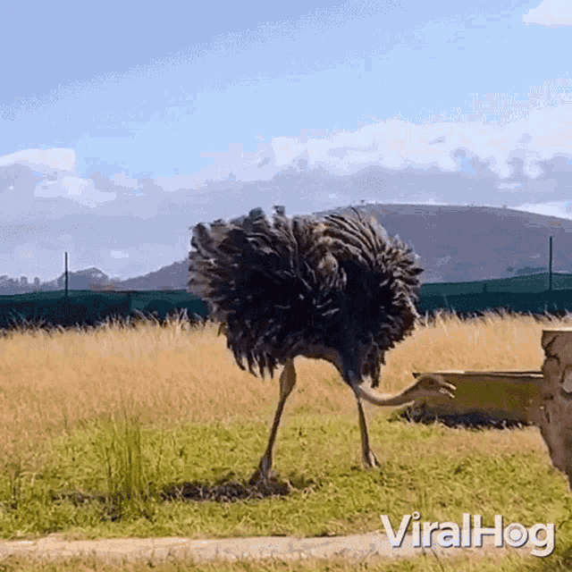 Ostrich Dancing Viralhog GIF - Ostrich Dancing Viralhog Ostrich Turning In Circle GIFs