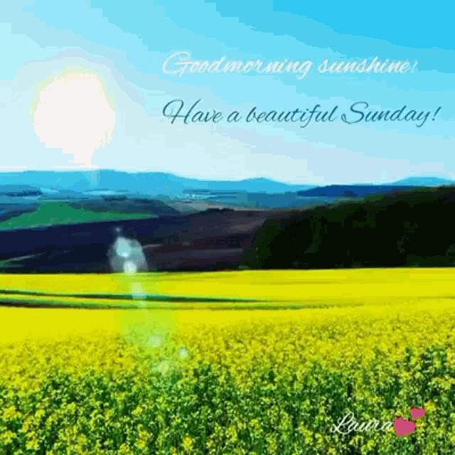 a picture of a field of yellow flowers with the words good morning sunshine have a beautiful sunday