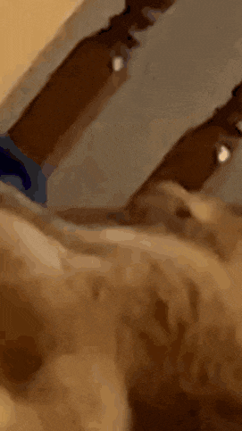 a close up of a cat laying on its back on a bed .