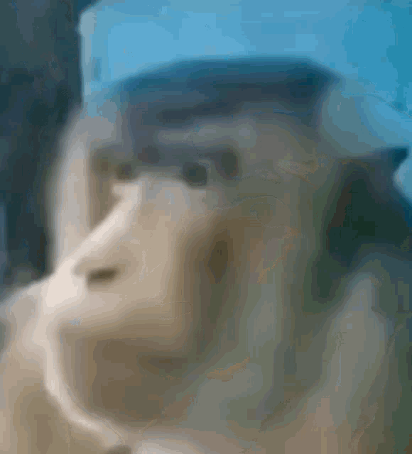 a close up of a monkey 's face with a blue background .