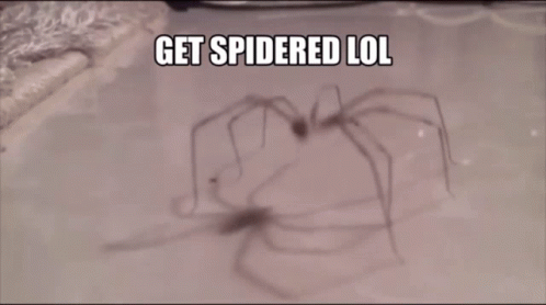 Spider Spidered GIF