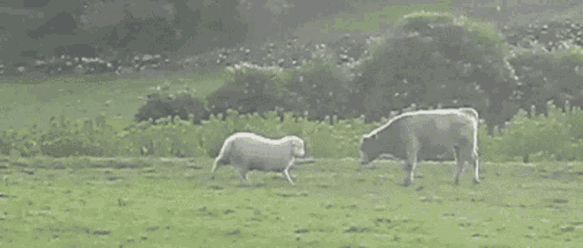 Duel Fight GIF - Duel Fight Cute GIFs