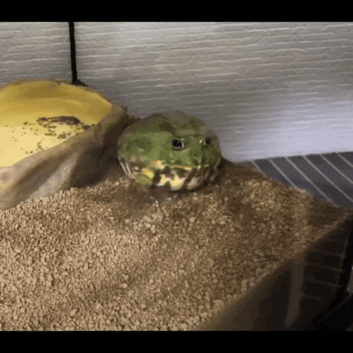 a green frog is sitting on top of a pile of gravel