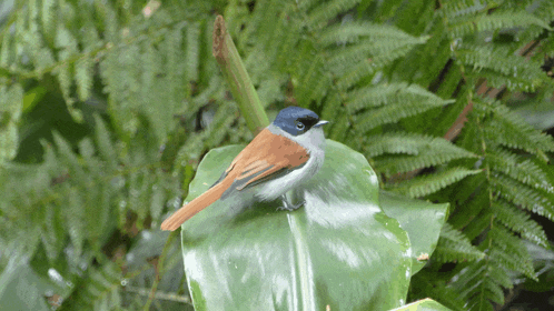 a small bird perched on a green leaf