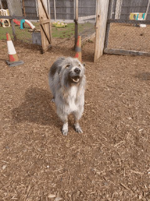 a dog with its mouth open is standing in a dirt area