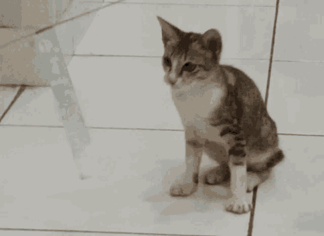 a cat is sitting on a tiled floor looking at something