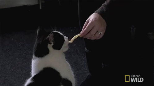 Cat Eating Fries GIF - Nat Geo Nat Geo Wild Nat Geo Gi Fs GIFs
