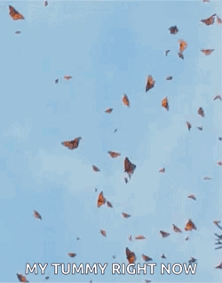 Butterflies Monarchbutterflies GIF - Butterflies Monarchbutterflies Migration GIFs