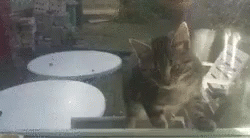 Cat Meoooow GIF - Cat Meoooow Fail GIFs