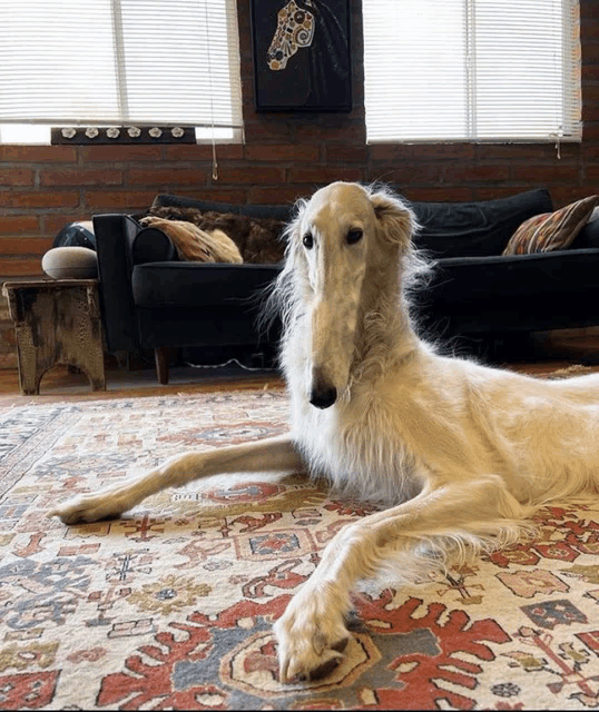 a long haired dog is laying on a rug in front of a couch