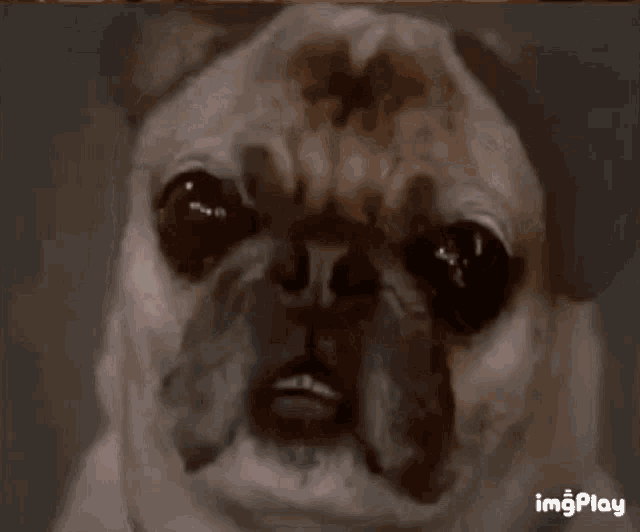 a close up of a pug dog with its tongue hanging out and the words imgplay on the bottom