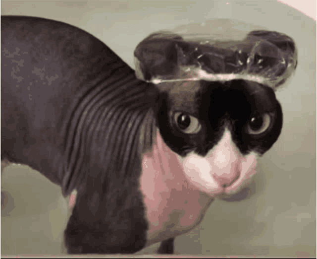 a hairless cat wearing a shower cap looks at the camera