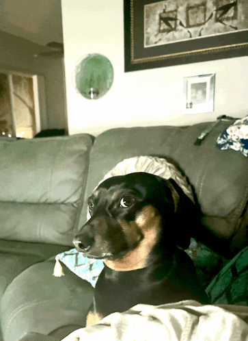 a dog wearing a hat sits on a couch in a living room