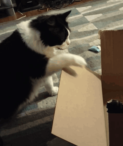 Cat Hitting Box Annoying Cat GIF - Cat Hitting Box Annoying Cat Cat Being Annoying GIFs
